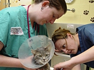 Veterinarians examining a cat